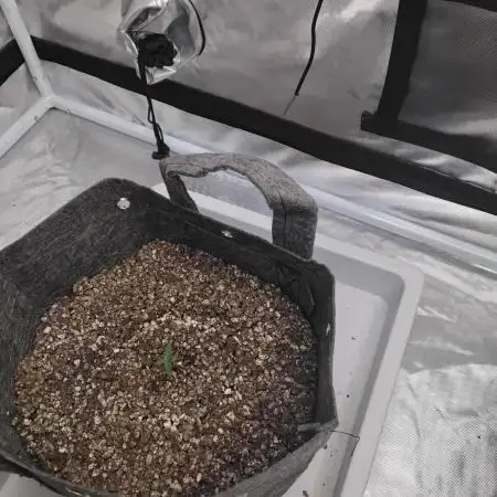 Divine Seeds Auto Fractal
