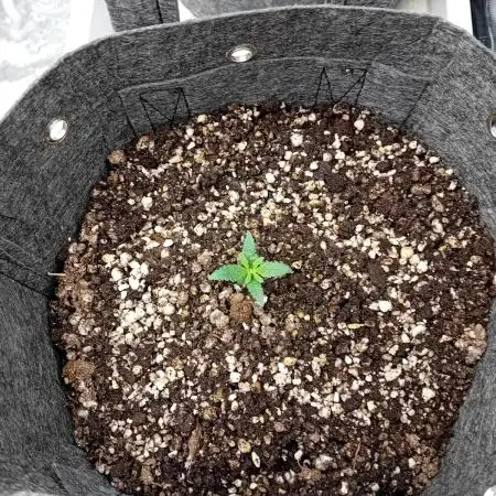 Divine Seeds Auto Fractal