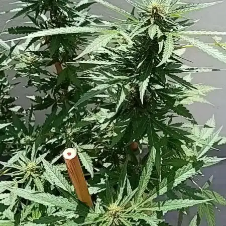 My OutDoor Ladies