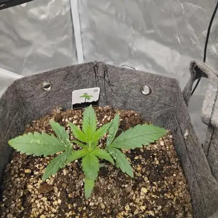 Pablo Escobar Auto Divine Seeds