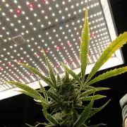 Pablo Escobar Auto Divine Seeds