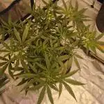 Dank Berry Anesia Seeda