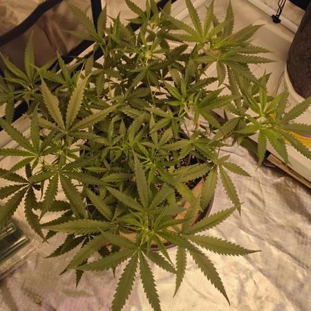 Dank Berry Anesia Seeda