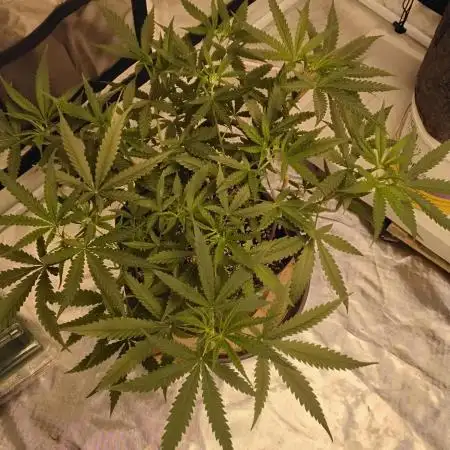 Dank Berry Anesia Seeda