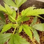 Pablo Escobar Auto Divine Seeds