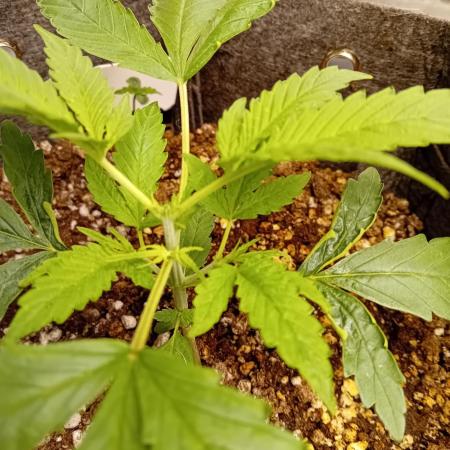 Pablo Escobar Auto Divine Seeds