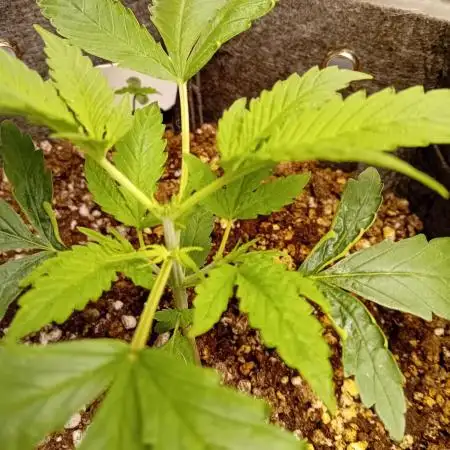 Pablo Escobar Auto Divine Seeds
