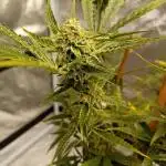 Pablo Escobar Auto Divine Seeds