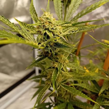 Pablo Escobar Auto Divine Seeds