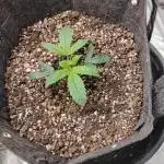 Divine Seeds Auto Fractal