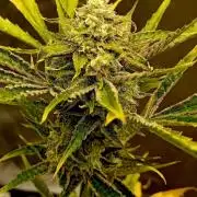 Pablo Escobar Auto Divine Seeds