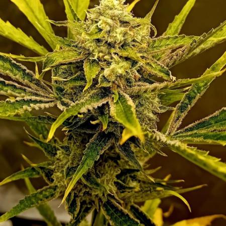 Pablo Escobar Auto Divine Seeds