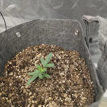 Divine Seeds Auto Fractal