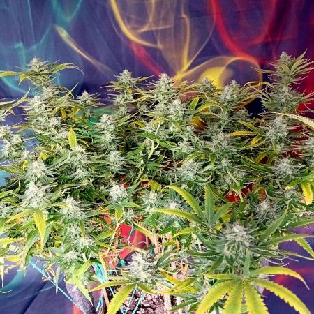 Dank Berry Anesia Seeda