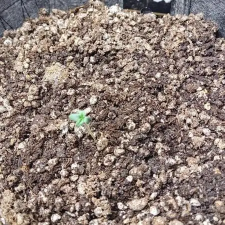 Pablo Escobar Auto Divine Seeds
