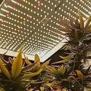 Dank Berry Anesia Seeda