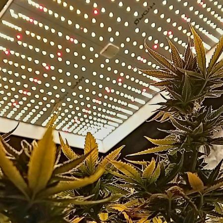 Dank Berry Anesia Seeda