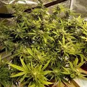 Dank Berry Anesia Seeda