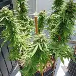 My OutDoor Ladies