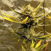 Pablo Escobar Auto Divine Seeds