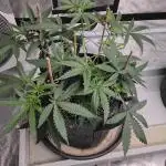 Dank Berry Anesia Seeda