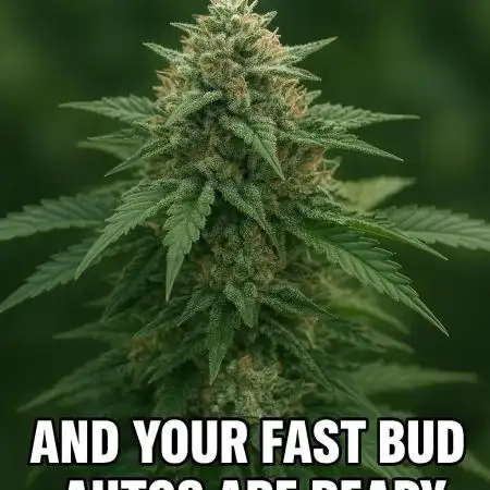 Gorilla Cookies Auto 420 Fastbuds