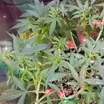 Dank Berry Anesia Seeda
