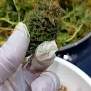 Dank Berry Anesia Seeda