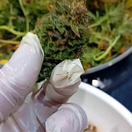 Dank Berry Anesia Seeda