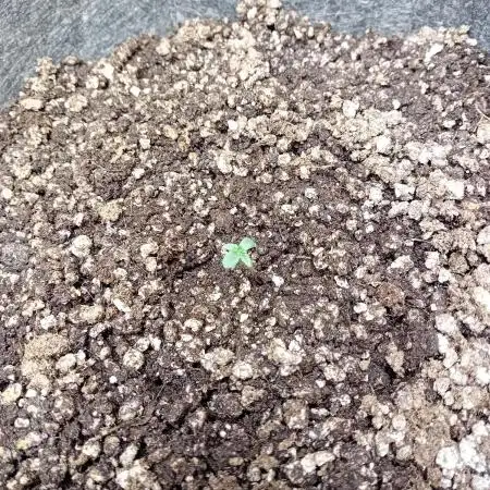 Divine Seeds Auto Fractal