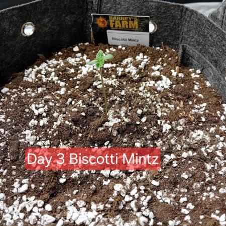 Biscotti Mintz Barney's Farm