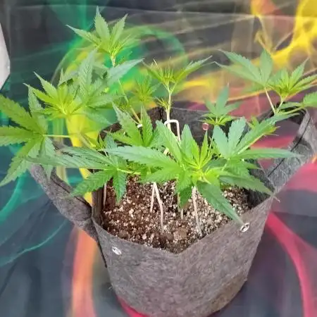 Pablo Escobar Auto Divine Seeds