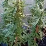 My OutDoor Ladies