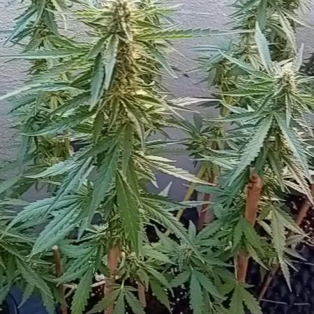 My OutDoor Ladies
