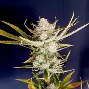Pablo Escobar Auto Divine Seeds