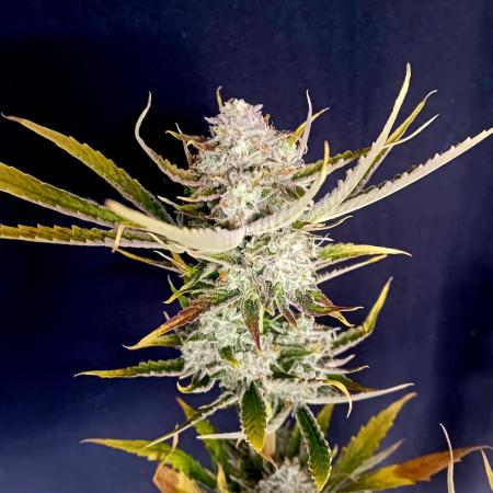 Pablo Escobar Auto Divine Seeds