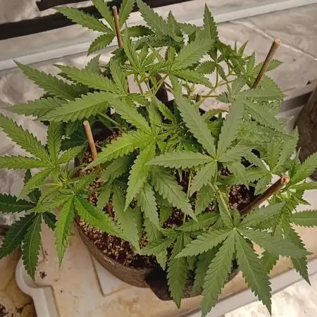 Dank Berry Anesia Seeda