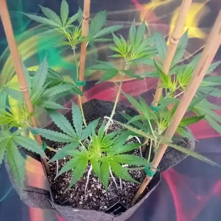 Pablo Escobar Auto Divine Seeds
