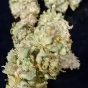 Pablo Escobar Auto Divine Seeds