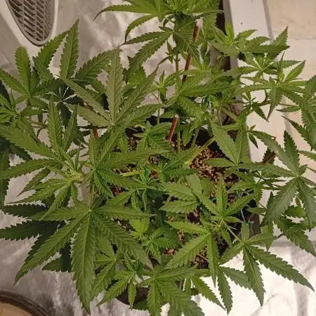 Dank Berry Anesia Seeda