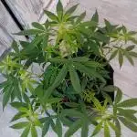 Divine Seeds Auto Fractal