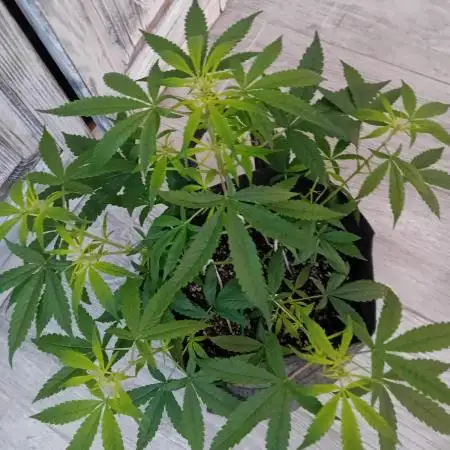 Divine Seeds Auto Fractal