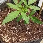 Dank Berry Anesia Seeda