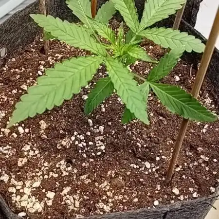 Dank Berry Anesia Seeda