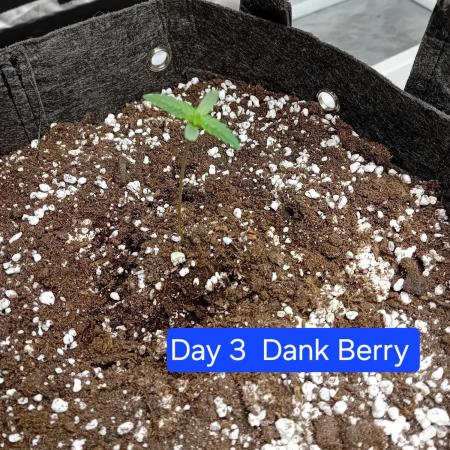 Dank Berry Anesia Seeda