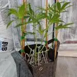 Pablo Escobar Auto Divine Seeds