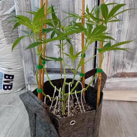 Pablo Escobar Auto Divine Seeds