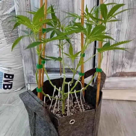 Pablo Escobar Auto Divine Seeds