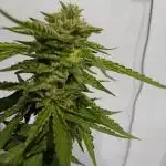 My OutDoor Ladies