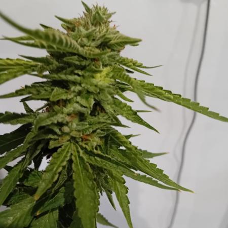 My OutDoor Ladies